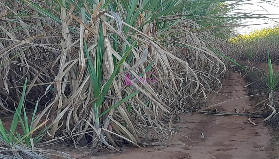 fazenda-venda-charqueada-sp-1065615